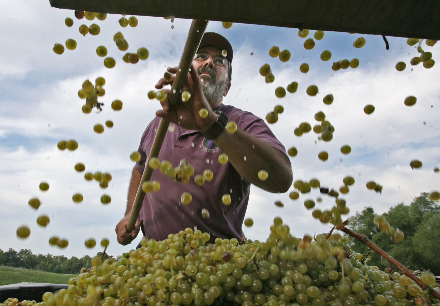 Grape harvesting in Missouri